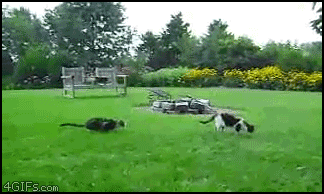 Name:  1384150944000_zpsaefdf4e7.gif
Views: 902
Size:  1.99 MB