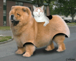 Name:  lowrider.gif
Views: 15
Size:  117.3 KB