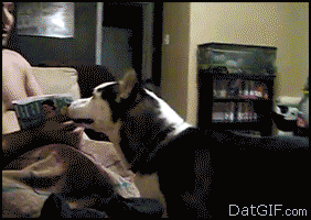 Name:  1356342897593.gif
Views: 15
Size:  1.97 MB