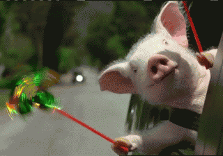 Name:  oa1zzs.gif
Views: 12
Size:  242.2 KB
