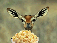 Name:  gazellepopcorn.gif
Views: 18
Size:  271.4 KB