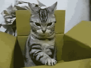 Name:  boxcat.gif
Views: 179
Size:  251.6 KB