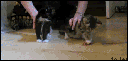 Name:  1330301120001.gif
Views: 170
Size:  1.91 MB