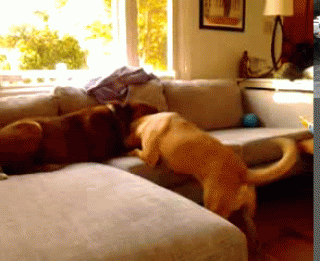 Name:  abd-146.gif
Views: 159
Size:  993.2 KB