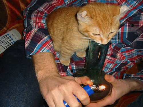 Name:  cat-3.gif
Views: 152
Size:  328.0 KB
