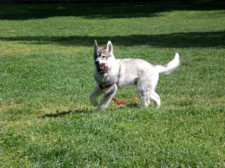 Name:  kona1.jpg
Views: 68
Size:  109.9 KB