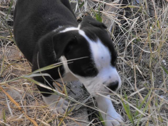 Name:  DSCF0540.jpg
Views: 65
Size:  87.9 KB