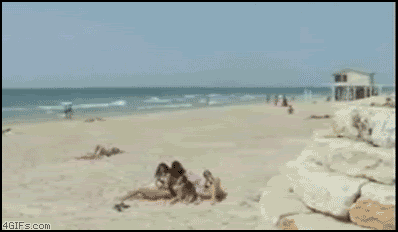 Name:  beachflipfail.gif
Views: 110
Size:  1.53 MB
