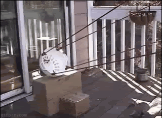 Name:  1239024473squirrelcatap.gif
Views: 101
Size:  919.1 KB