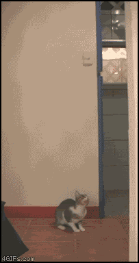 Name:  1268309630178.gif
Views: 84
Size:  1.73 MB