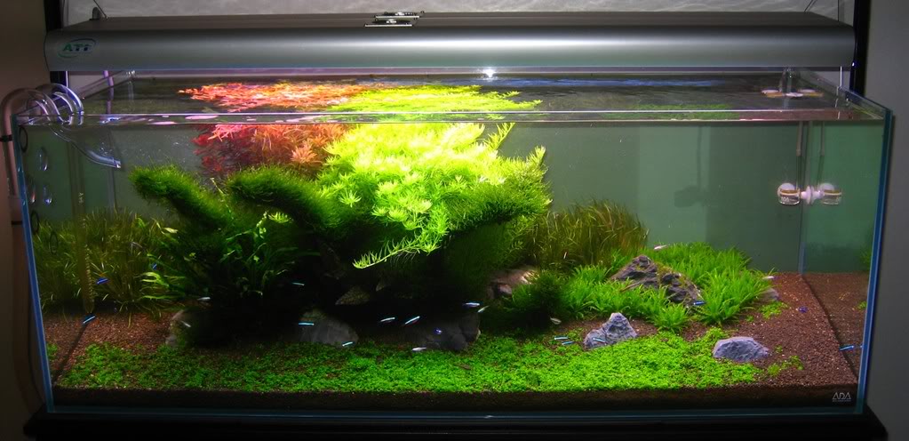 Name:  tank_nov28-1.jpg
Views: 44
Size:  98.2 KB