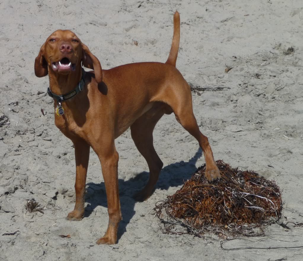 Name:  Austin-Beach.jpg
Views: 17
Size:  190.4 KB