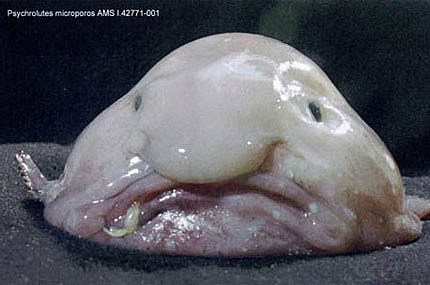 Name:  002blobfishwc6.jpg
Views: 16
Size:  24.2 KB