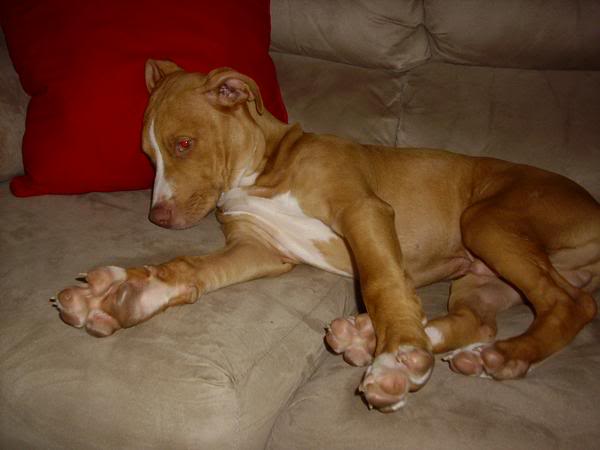 Name:  pup2.jpg
Views: 56
Size:  25.5 KB