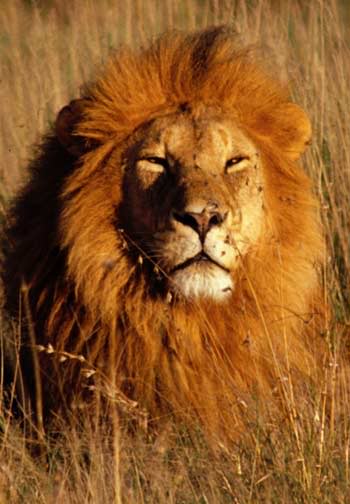 Name:  lion.jpg
Views: 55
Size:  26.8 KB