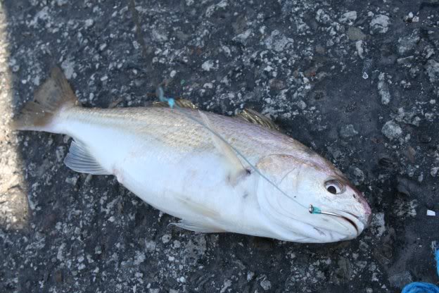 Name:  kingfish.jpg
Views: 18
Size:  59.4 KB