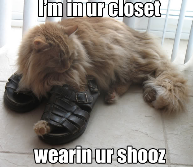 Name:  lolcat.jpg
Views: 22
Size:  61.9 KB