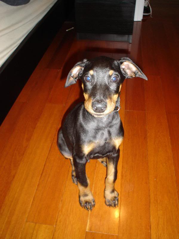 Name:  l_7484f206623b53c00db6bb727bf288cd.jpg
Views: 13
Size:  45.5 KB