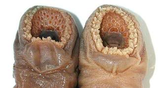 Name:  lamprey2.jpg
Views: 24
Size:  11.7 KB
