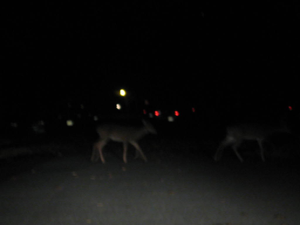 Name:  Pictures014.jpg
Views: 16
Size:  19.1 KB