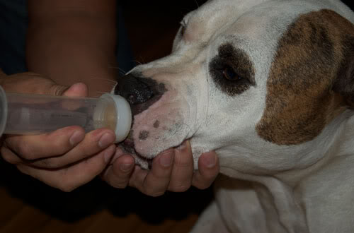 Name:  chubbyBottle.jpg
Views: 14
Size:  22.0 KB