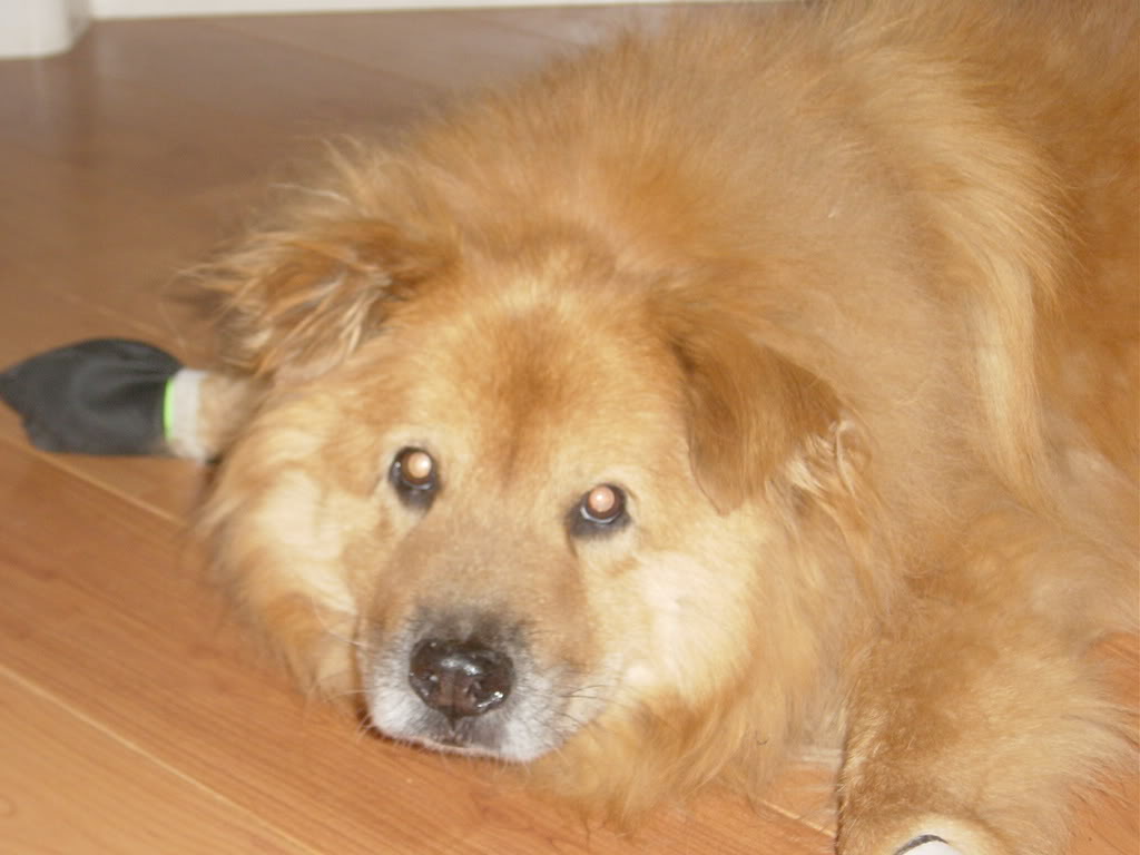 Name:  DSC01061.jpg
Views: 61
Size:  69.8 KB