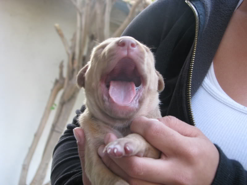 Name:  yawning.jpg
Views: 112
Size:  48.9 KB