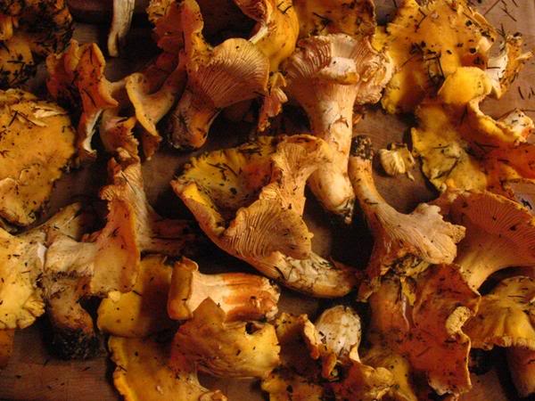 Name:  chanterelles.jpg
Views: 17
Size:  54.4 KB
