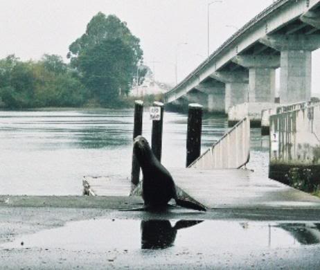 Name:  seal.jpg
Views: 16
Size:  27.2 KB