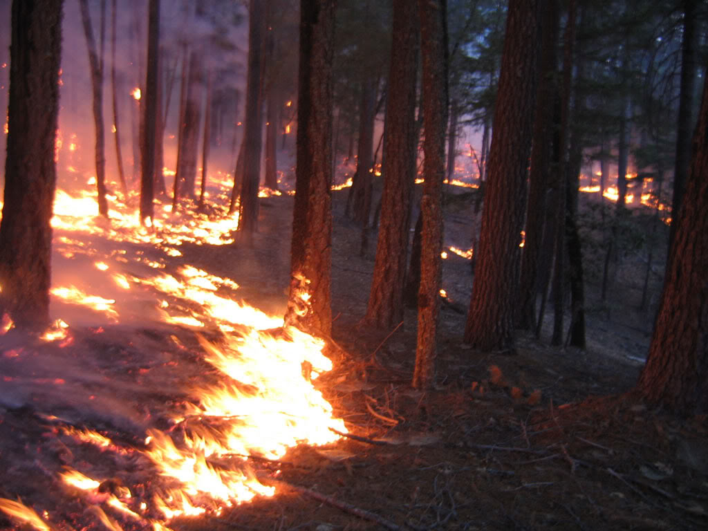 Name:  burn2.jpg
Views: 20
Size:  123.7 KB