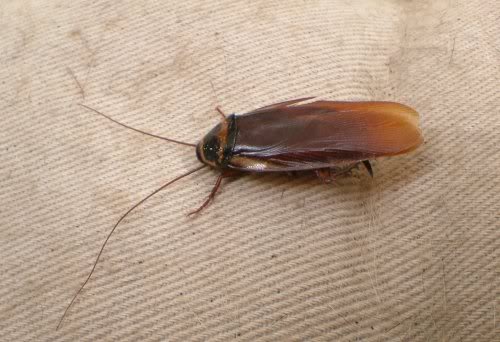 Name:  bestroachresized.jpg
Views: 258
Size:  35.4 KB