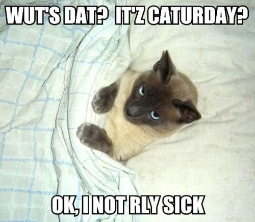 Name:  Caturday.jpg
Views: 30
Size:  37.9 KB