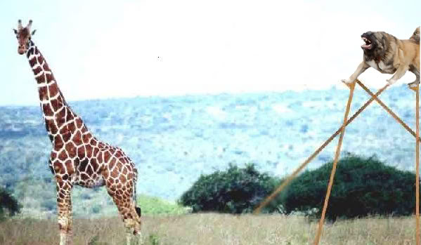 Name:  stilts.jpg
Views: 46
Size:  43.1 KB