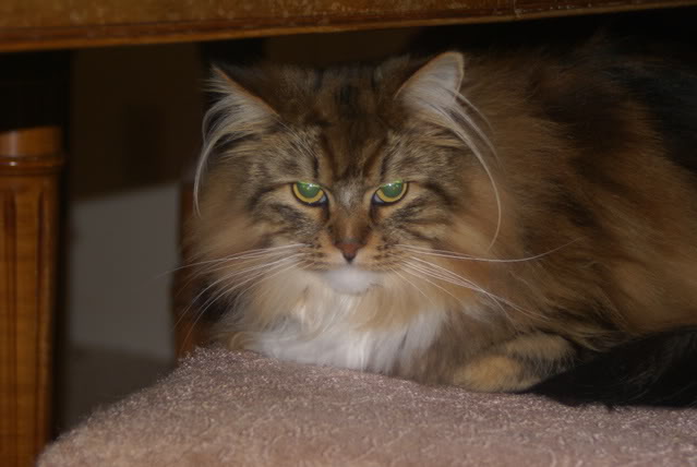 Name:  Cheyenne.jpg
Views: 12
Size:  59.3 KB