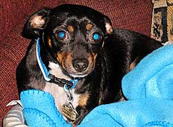 how many run catless?-barkley.jpg