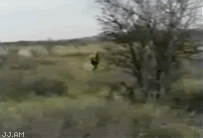 Name:  Lionhunt.gif
Views: 28
Size:  1.09 MB