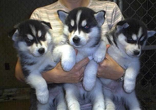 Name:  6weeks.jpg
Views: 12
Size:  52.1 KB