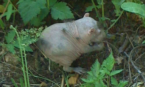 Name:  chupacabra_small.jpg
Views: 17
Size:  30.9 KB