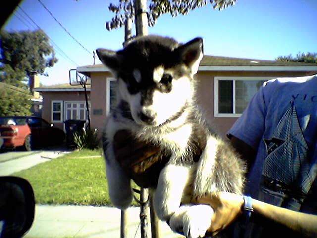 Name:  Airebispup.jpg
Views: 21
Size:  45.9 KB