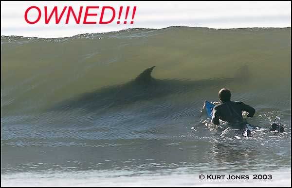 Name:  shark.jpg
Views: 49
Size:  28.6 KB