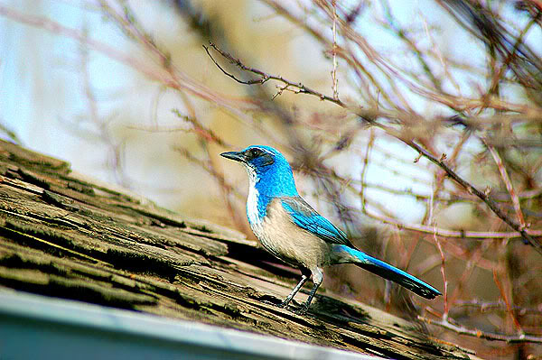 Name:  DSC_0001.jpg
Views: 27
Size:  77.8 KB