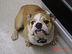 Dog needs a new home-hair-cut-005.jpg