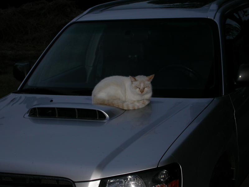 Name:  Subed_kitty1.jpg
Views: 18
Size:  27.5 KB