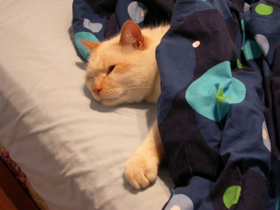 Name:  DSCN0003.jpg
Views: 17
Size:  82.6 KB