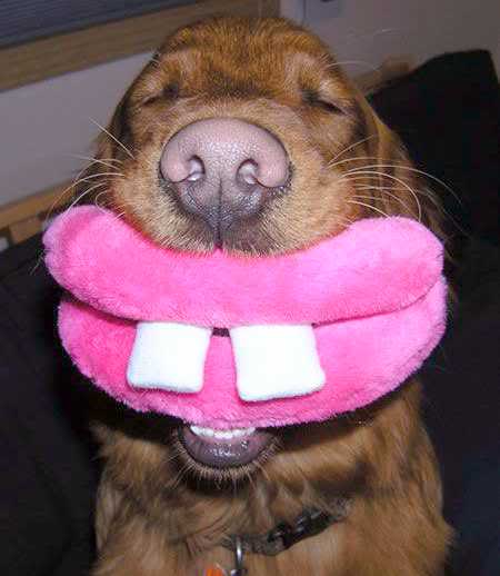 Name:  smiledog.jpg
Views: 16
Size:  21.8 KB
