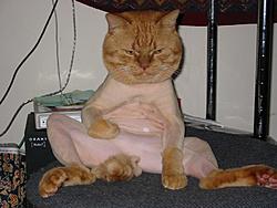 Shaved poosay-shavedpussy.jpg