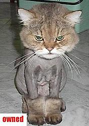 Shaved poosay-cj_14444.jpg