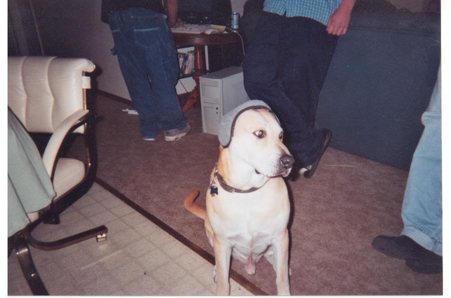 Name:  Bullywithearmuffs.jpg
Views: 25
Size:  57.5 KB