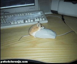 Best Avatar?-fucking_mouse.gif