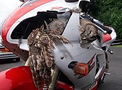 bird vs 180mph viper-ownedowl.jpg